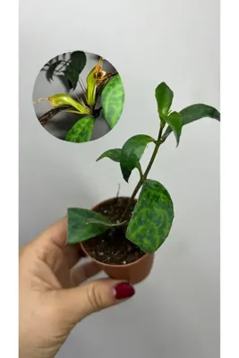 nazlı çiçekçilik Ruj Çiçeği Sarı Çiçekli Fide aeschynanthus marmoratus 5,5lik Saksıda